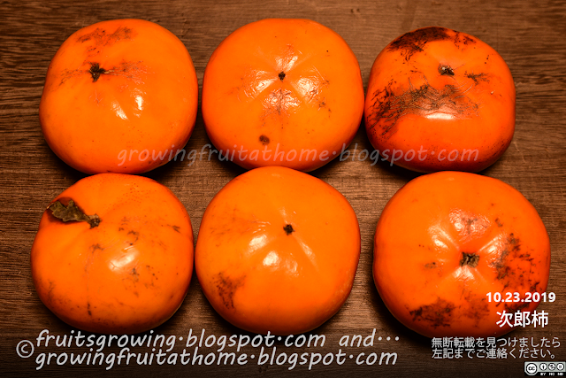 次郎柿の収穫2（有機栽培）