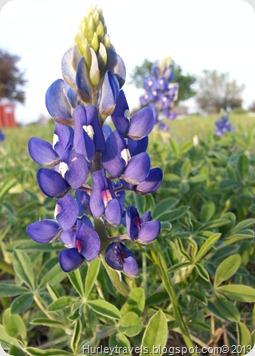 Bluebells in Texas
