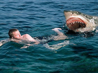 Tips Mencegah & Menghindari Serangan Ikan Hiu (Shark Attacks)