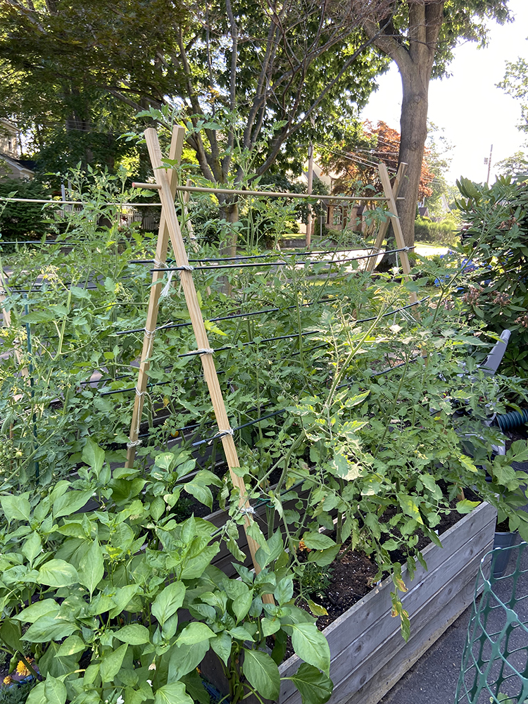 diy tomato planter