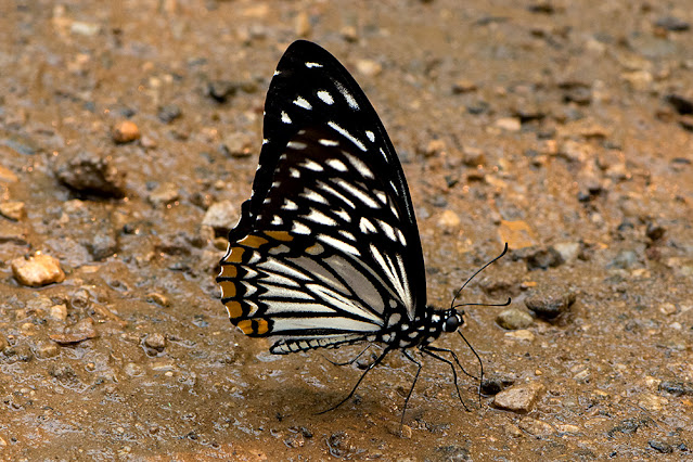 Chilasa clytia f.dissimilis the Common Mime