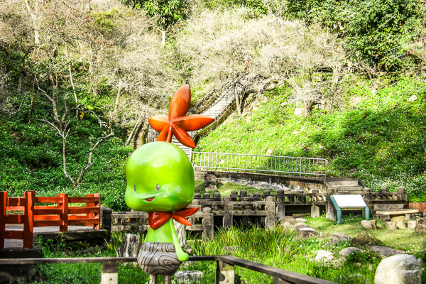 桃園龍潭石門水庫梅園梅花盛開，賞完石門水庫楓葉換梅花開