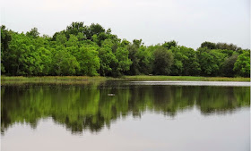American Alligator in Barker Reservoir Lake 