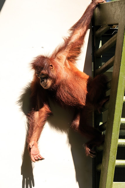 Borneo, Malezja, orangutan