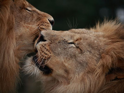 two lions love animal picture