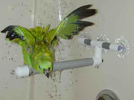 Bird Shower