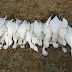 Sping Snow goose Hunt