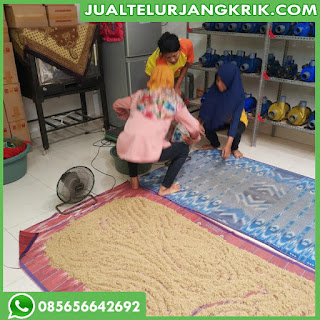 Jual Telur Jangkrik Daerah Jabodetabek