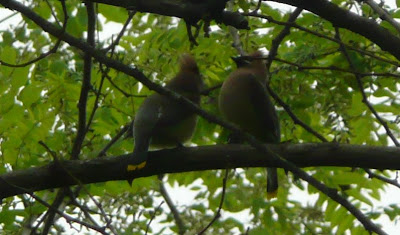 cedar waxwings