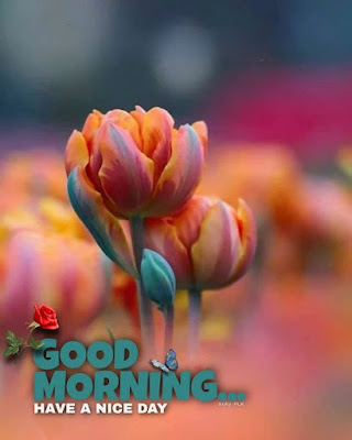 50+ Good Morning Wishes for Love | Good Morning Pics for Lover | Good Morning DPz