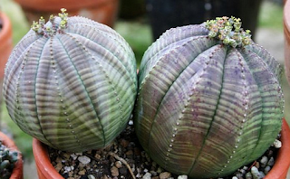 Tanaman Bola Baseball (Euphorbia Obesa)