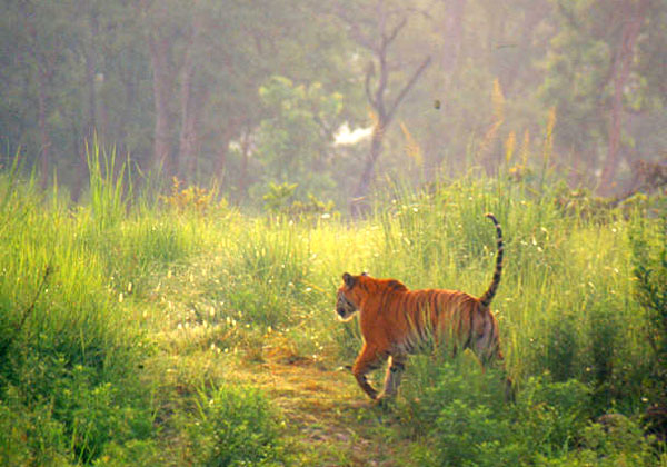 Tiger path at jim corbett national park