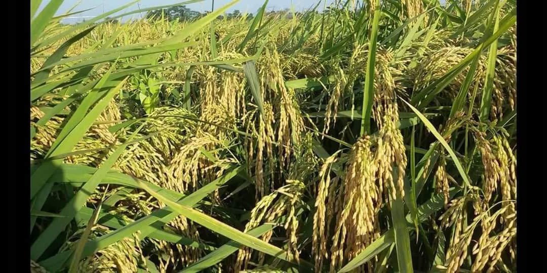 Benih Padi Ketan Grendel Gendel Jumbo Tani Makmur