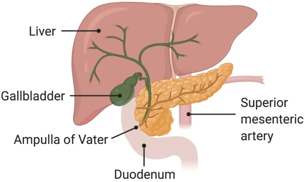 What is Ampullary Cancer