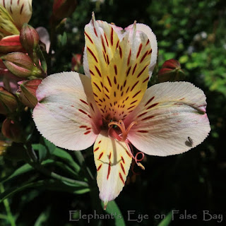 Alstroemeria Inca lily