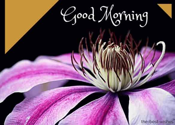 good morning images with clematis blossom bloom flower