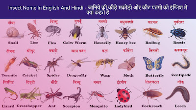Insect Name In English And Hindi - जानिये की कीड़े मकोड़ो और कीट पतंगों को इंग्लिश में क्या कहते हैं