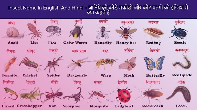  Insect Name In English And Hindi - जानिये की कीड़े मकोड़ो और कीट पतंगों को इंग्लिश में क्या कहते हैं 