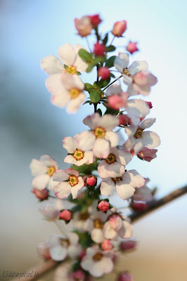 spirée fujino pink floraison printemps