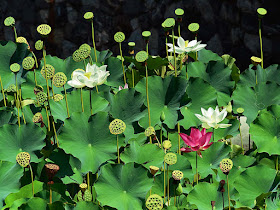 Nelumbo Nucifera Lotus Flowers and Pods by Jeanne Selep