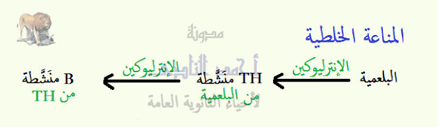 المناعة فى الإنسان - المناعة المكتسبة - خط الدفاع الثالث - المناعة الخلطية - الإفرازية - بالأجسام المضادة