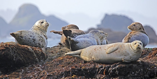 Image: Seals Resting on a Rock, by Skeeze on Pixabay