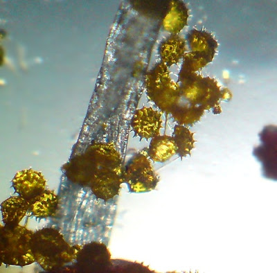 Pollens of Hibiscus Flower