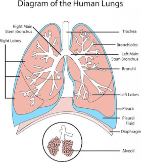 Lung diagram | Lungs image | Simple lungs diagram