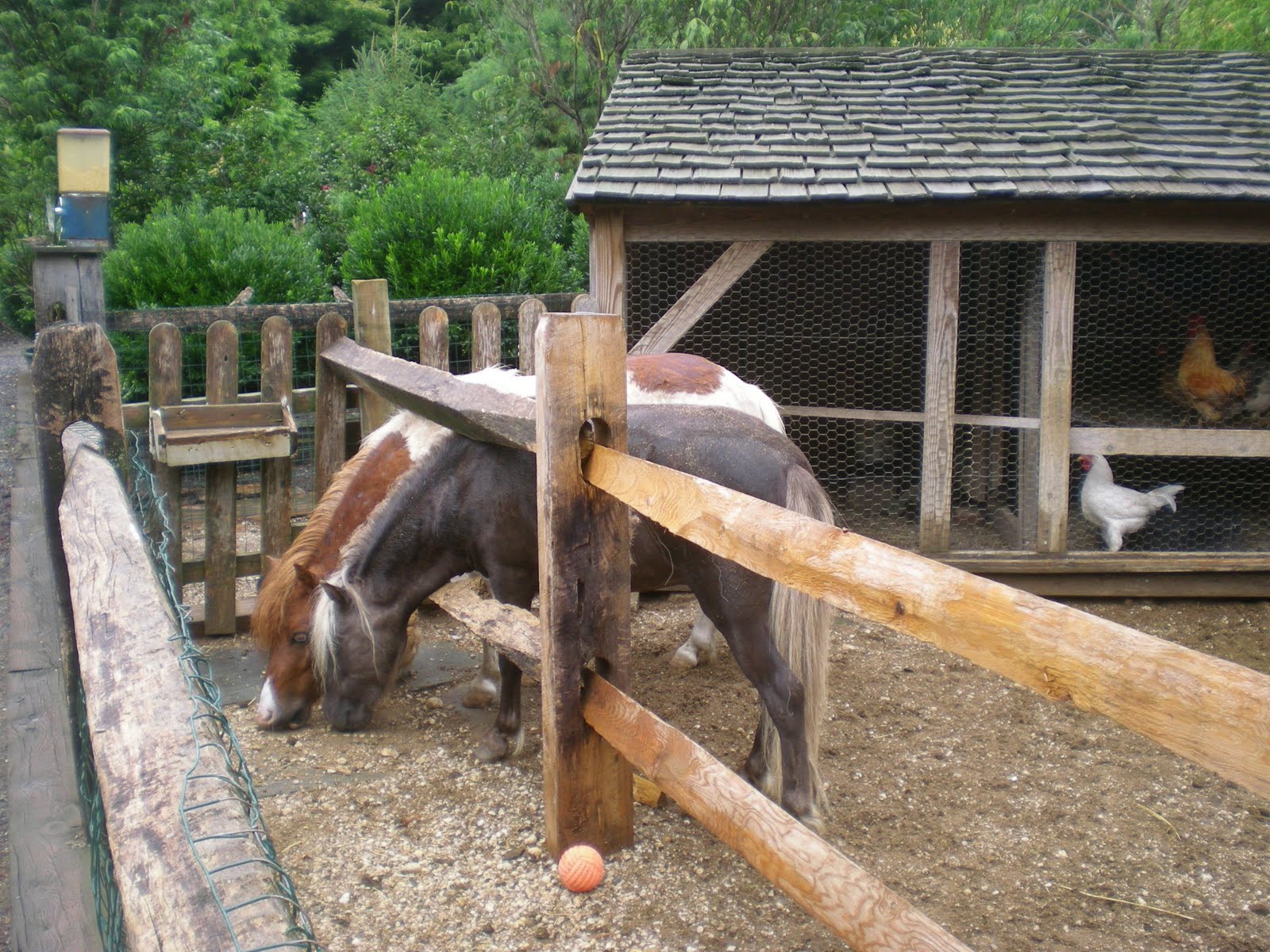 Miniature Horse Barns