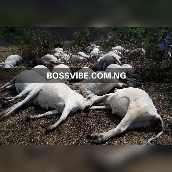 (Photos) Herdsmen flee as thunder kills 36 cows in Ondo community