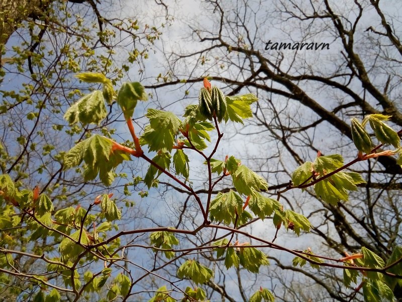 Клён ложнозибольдов (Acer pseudosieboldianum)