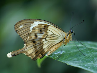 Papilio dardanus - Mouchoir volant 