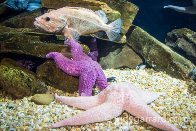 Georgia Aquarium Starfish