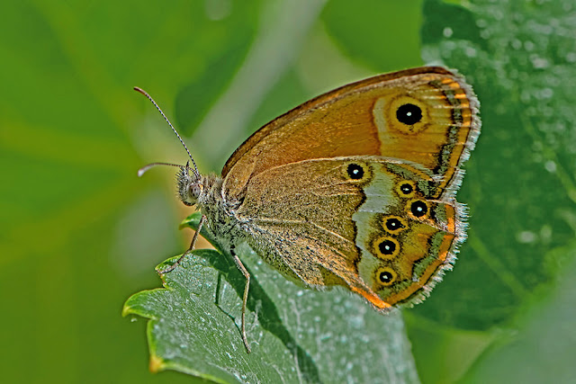 Coenonympha dorus the Dusky Heath butterfly