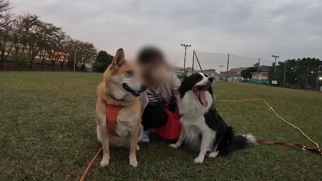 保護犬 ボーダーコリー トーマ