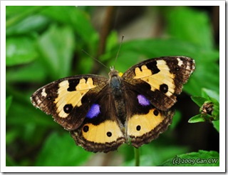 Junonia hierta hierta-Th_SoppongRiverInn_20090901_5596-480