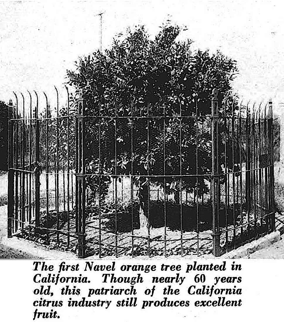 the first orange tree planted in California around 1870, a 1931 photograph