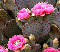 Purple-ish prickly pear cactus with hot pink flowers.