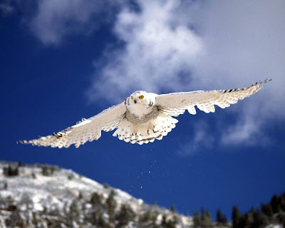 White Owl Standard Resolution Wallpaper