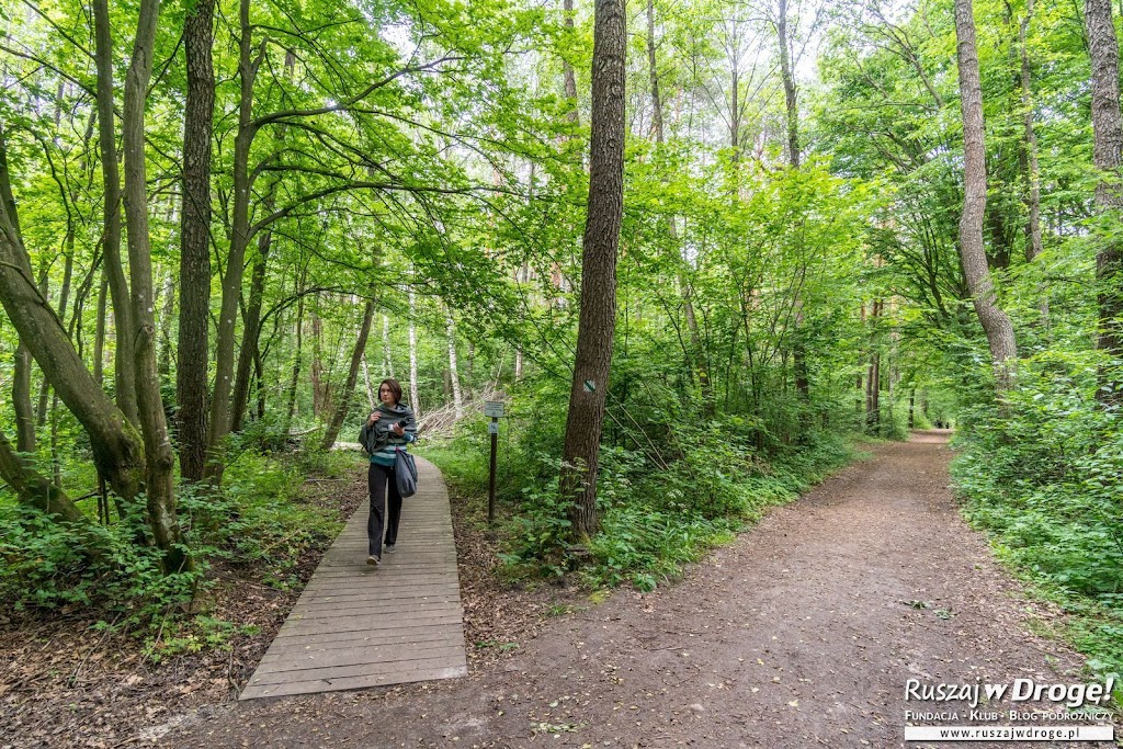 Ścieżka Dąb Dominik - Poleski Park Narodowy