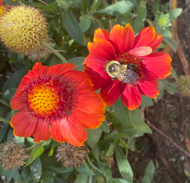 blanket flower with a bumble bee