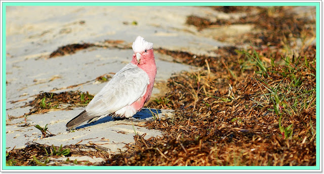 birds australia