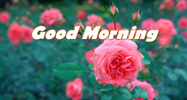 Good Morning Flowers images