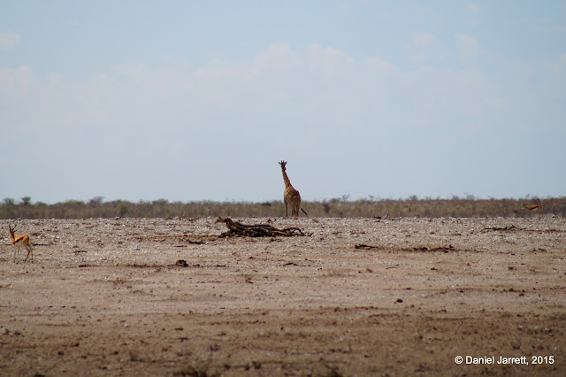 Giraffe, Etosha National Park, Namibia