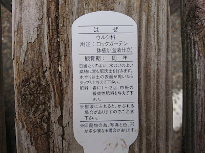 ハゼノキ　櫨の木　ウルシ科