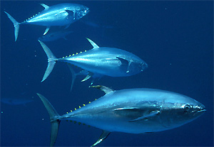 Manfaat Kesehatan dari Mengkonsumsi Ikan Tuna | Facts &