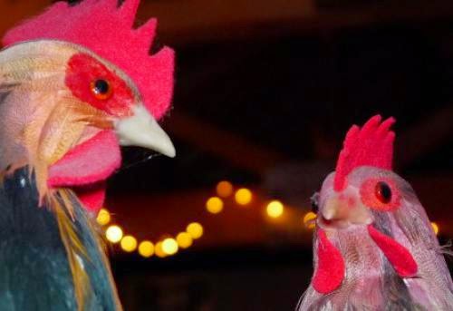 Chickens Probably Cross Roads To Escape Ritual Sacrifice