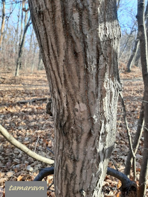 Клён ложнозибольдов (Acer pseudosieboldianum)