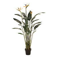 Bird Of Paradise Plant Size