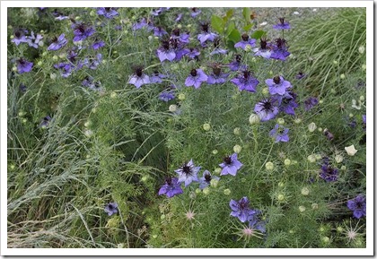 110508_Nigella-damascena_01